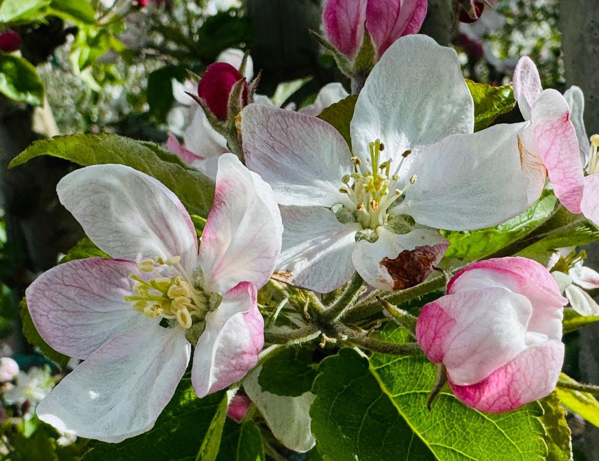 Ferienwohnungen Jojasa Laces Luaran gambar